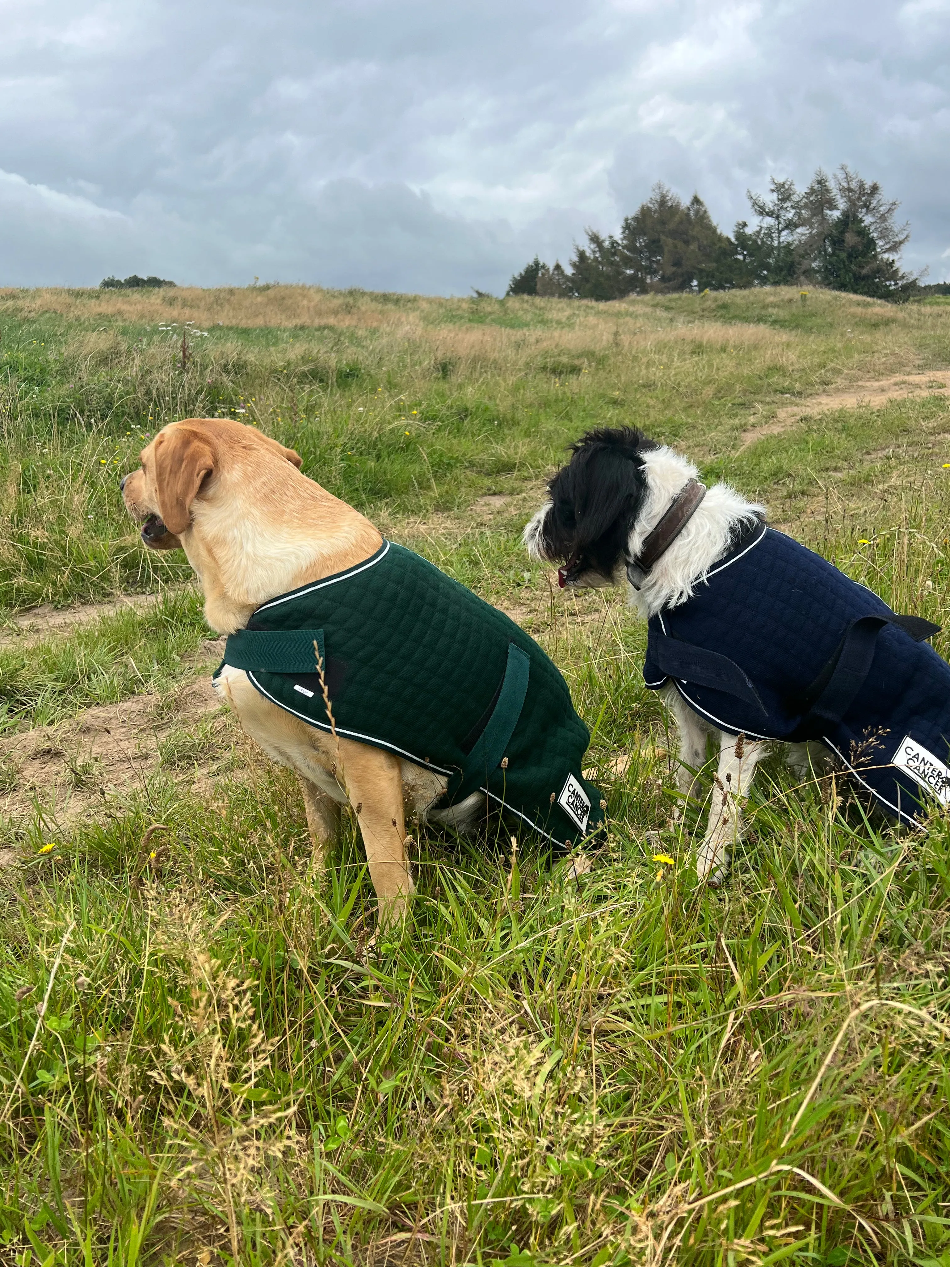 WickAway Dog Coats – Navy